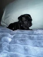 Purple 💜 (collar color), a female Pug for sale in Fresno, CA – 5 of 5