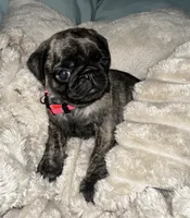 Pink 🩷 (collar color), a female Pug for sale in Fresno, CA – 2 of 4