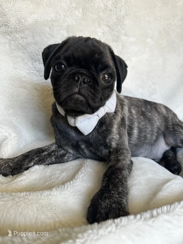 Baby blue 🩵 (collar color) – Pug puppy for sale in Fresno, CA