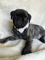 Baby blue 🩵 (collar color), a male Pug for sale in Fresno, CA – 4 of 8