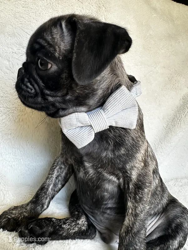 Baby blue 🩵 (collar color) – Pug puppy for sale in Fresno, CA
