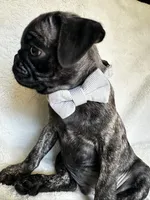Baby blue 🩵 (collar color), a male Pug for sale in Fresno, CA – 1 of 8