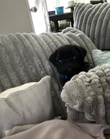 Blue 💙 (collar color), a male Pug for sale in Fresno, CA – 3 of 3