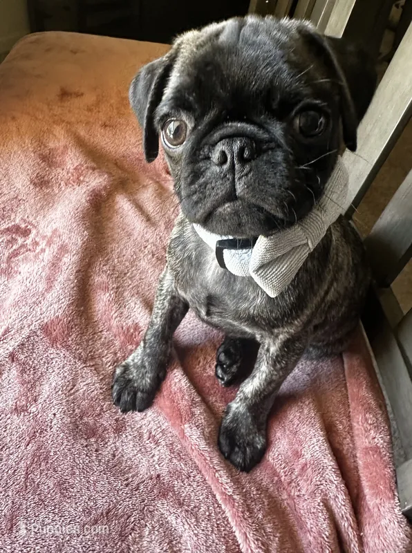 Baby blue 🩵 (collar color) – Pug puppy for sale in Fresno, CA