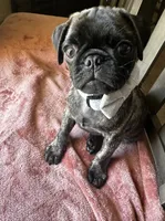 Baby blue 🩵 (collar color), a male Pug for sale in Fresno, CA – 3 of 8