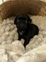 Purple 💜 (collar color), a female Pug for sale in Fresno, CA – 4 of 5