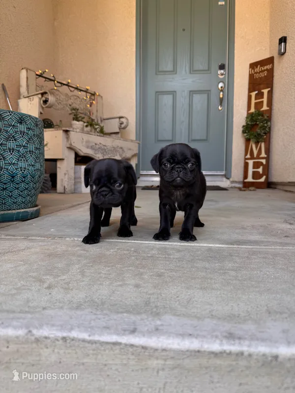 Blue 💙 (collar color) – Pug puppy for sale in Fresno, CA