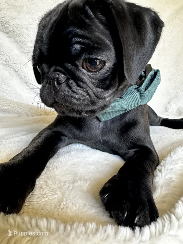Green 💚 (collar color) – Pug puppy for sale in Fresno, CA