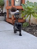 Baby blue 🩵 (collar color), a male Pug for sale in Fresno, CA – 1 of 3
