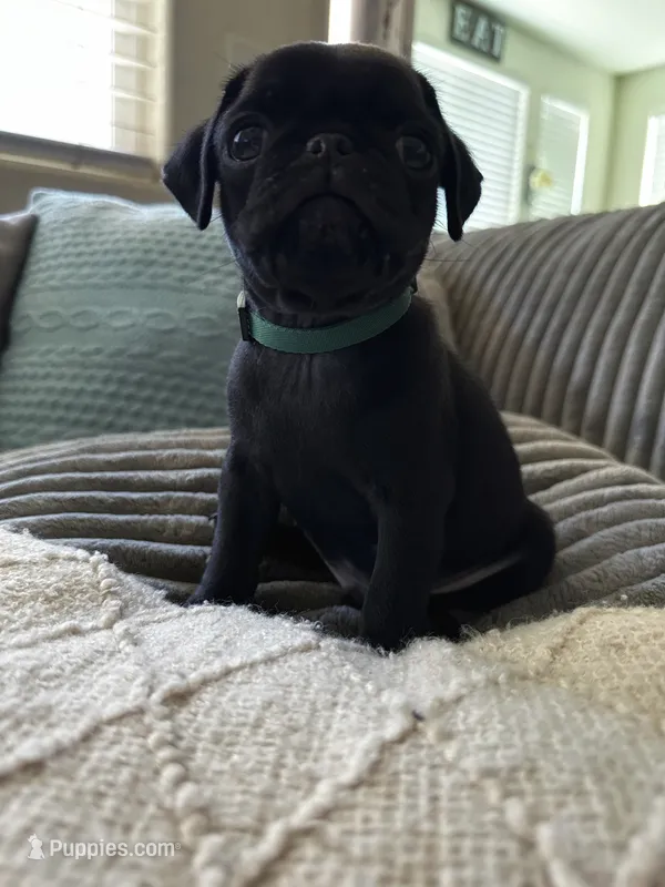 Green 💚 (collar color) – Pug puppy for sale in Fresno, CA
