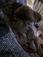 Baby blue 🩵 (collar color), a male Pug for sale in Fresno, CA – 1 of 9