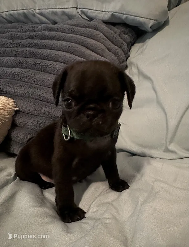 Green 💚 (collar color) – Pug puppy for sale in Fresno, CA