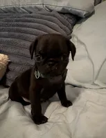 Green 💚 (collar color), a male Pug for sale in Fresno, CA – 1 of 4