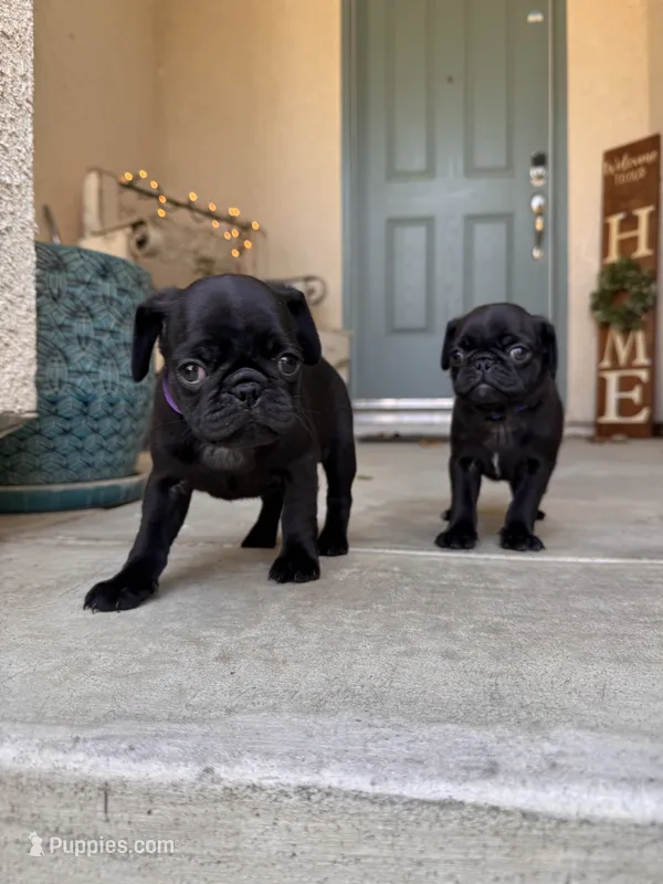 Purple 💜 (collar color) – Pug puppy for sale in Fresno, CA