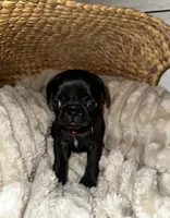 Red ♥️ (collar color), a female Pug for sale in Fresno, CA – 4 of 5