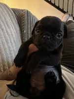Purple 💜 (collar color), a female Pug for sale in Fresno, CA – 2 of 5