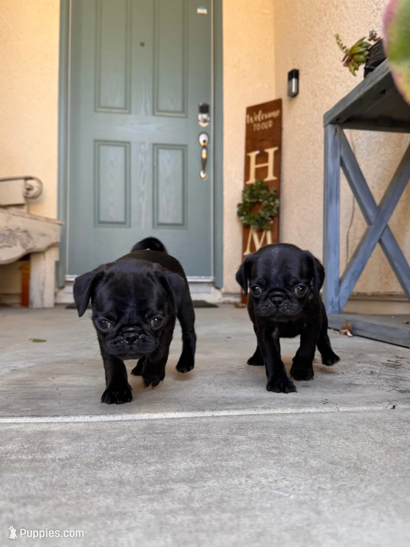 Green 💚 (collar color), a male Pug for sale in Fresno, CA – 3 of 4