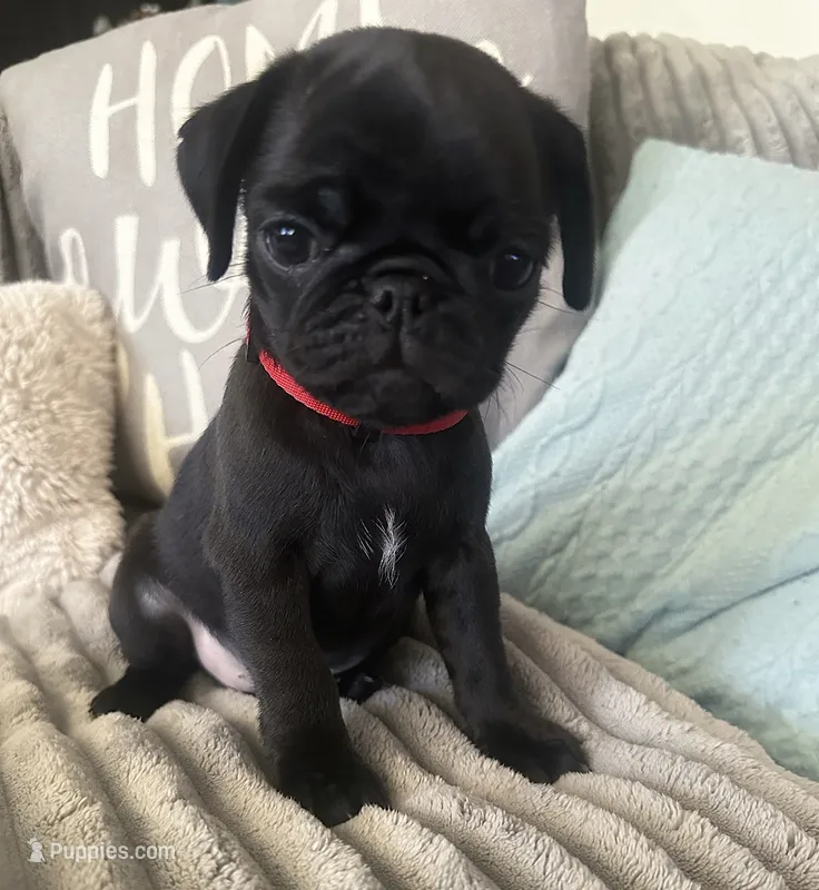 Red ♥️ (collar color) – Pug puppy for sale in Fresno, CA