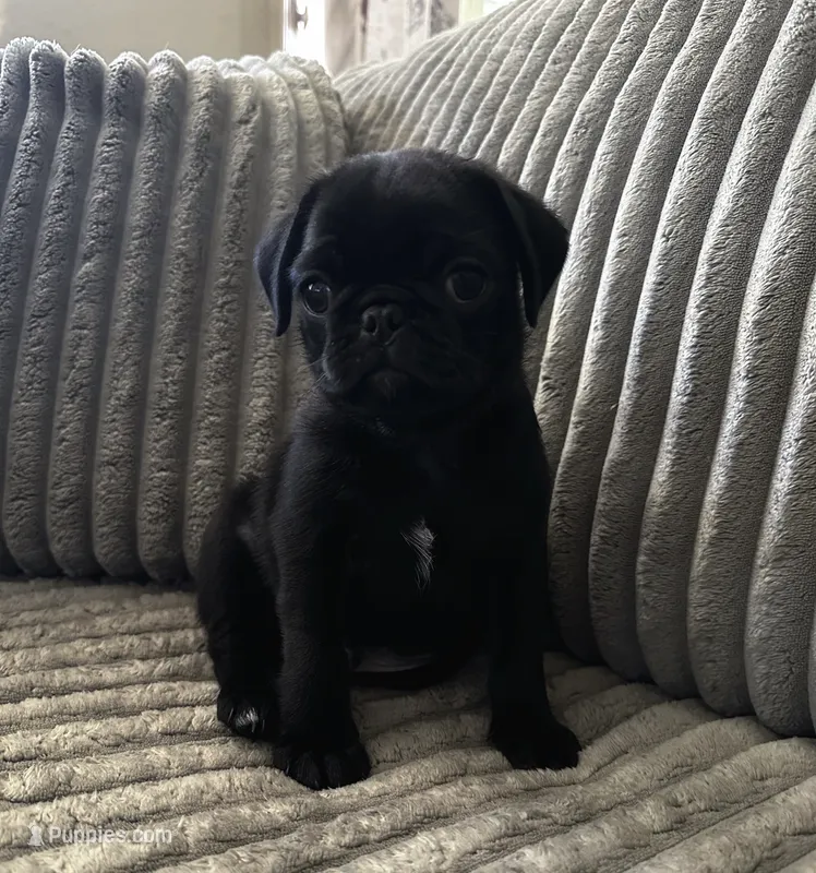 Blue 💙 (collar color) – Pug puppy for sale in Fresno, CA