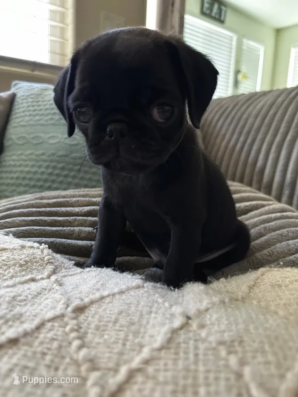Green 💚 (collar color) – Pug puppy for sale in Fresno, CA