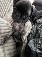 Baby blue 🩵 (collar color), a male Pug for sale in Fresno, CA – 2 of 8