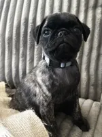 Baby blue 🩵 (collar color), a male Pug for sale in Fresno, CA – 8 of 8