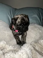 Pink 🩷 (collar color), a female Pug for sale in Fresno, CA – 4 of 4
