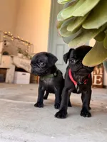 Red ♥️ (collar color), a female Pug for sale in Fresno, CA – 5 of 5