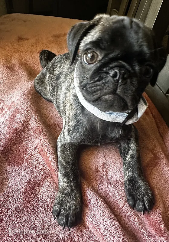 Baby blue 🩵 (collar color) – Pug puppy for sale in Fresno, CA