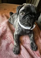 Baby blue 🩵 (collar color), a male Pug for sale in Fresno, CA – 5 of 8