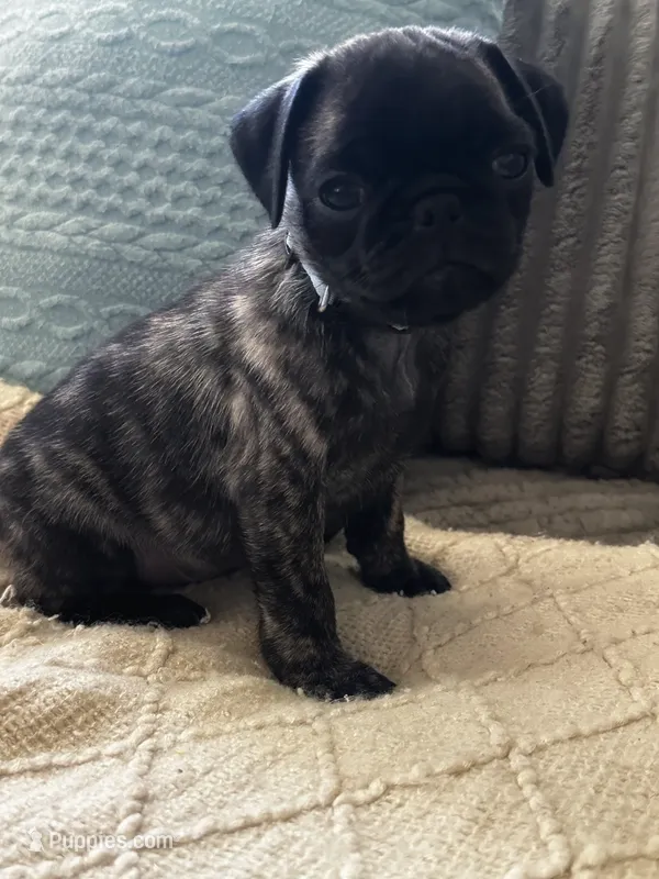 Baby blue 🩵 (collar color) – Pug puppy for sale in Fresno, CA