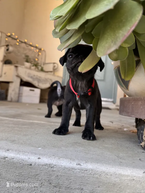 Red ♥️ (collar color) – Pug puppy for sale in Fresno, CA