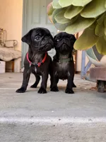 Red ♥️ (collar color), a female Pug for sale in Fresno, CA – 2 of 5