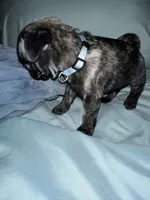 Baby blue 🩵 (collar color), a male Pug for sale in Fresno, CA – 3 of 3