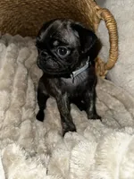 Baby blue 🩵 (collar color), a male Pug for sale in Fresno, CA – 2 of 3
