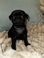 Purple 💜 (collar color), a female Pug for sale in Fresno, CA – 3 of 5