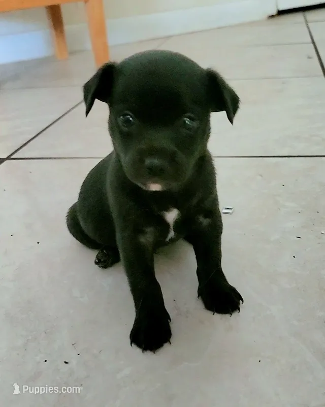 Sammy – Chihuahua puppy for sale in Topeka, KS