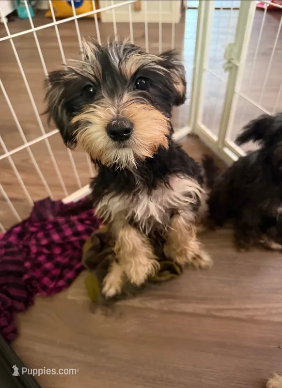 Jazzy – Sealyham Terrier puppy for sale in Washington, DC