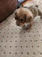 Jazzy, a female Sealyham Terrier for sale in Washington, DC – 8 of 10