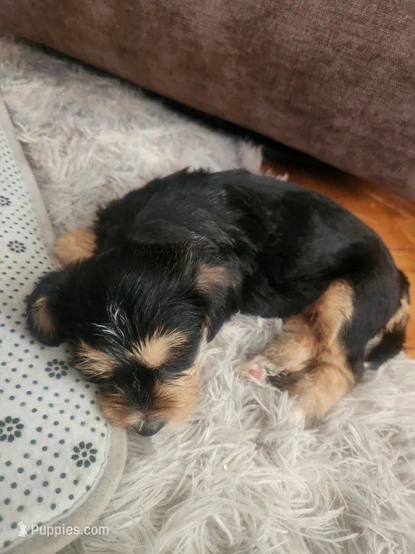 Jazzy – Sealyham Terrier puppy for sale in Washington, DC