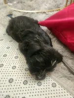 Jazzy, a female Sealyham Terrier for sale in Washington, DC – 9 of 10