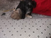 Jazzy, a female Sealyham Terrier for sale in Washington, DC – 5 of 10