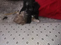Jazzy, a female Sealyham Terrier for sale in Washington, DC – 6 of 10