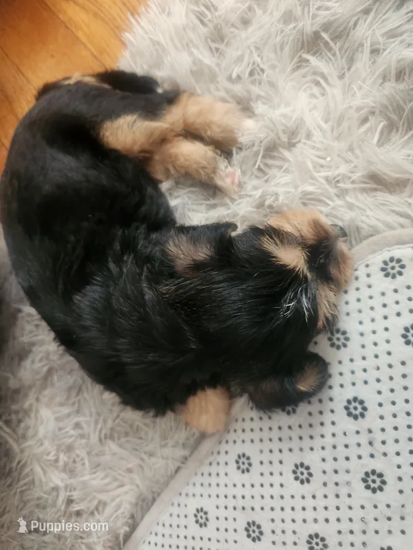 Jazzy – Sealyham Terrier puppy for sale in Washington, DC