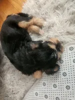 Jazzy, a female Sealyham Terrier for sale in Washington, DC – 1 of 10