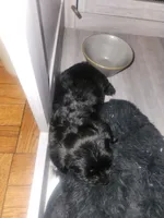 Jazzy, a female Sealyham Terrier for sale in Washington, DC – 2 of 10