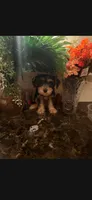 Jazzy, a female Sealyham Terrier for sale in Washington, DC – 4 of 4