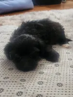 Jazzy, a female Sealyham Terrier for sale in Washington, DC – 4 of 10