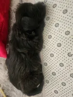 Jazzy, a female Sealyham Terrier for sale in Washington, DC – 10 of 10