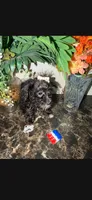 Jazzy, a female Sealyham Terrier for sale in Washington, DC – 3 of 4